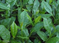 番茄潛葉蛾最佳防治方法？