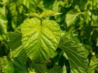 夏天養(yǎng)蠶桑葉一會(huì)就干了怎么辦？