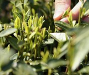 茶的原產(chǎn)地是哪個國家？