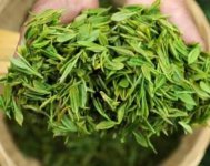 茶樹產(chǎn)量高嗎？一畝產(chǎn)多少斤？