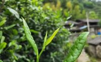 4月19日最新咨詢：“七安紅”春茶開始采收，新